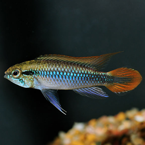 Apistogramma Agassizi Double Red