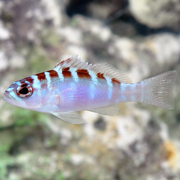 Chalk Basslet (Serranus tortugarum)