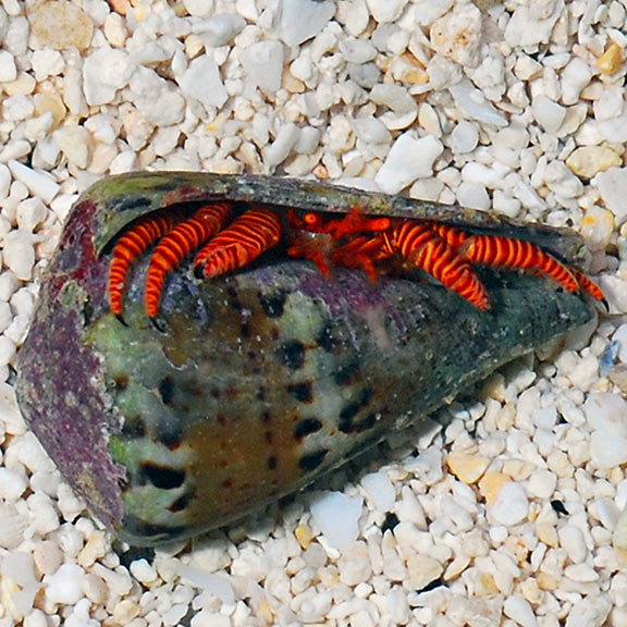 Halloween Hermit Crab (Ciliopagurus strigatus)