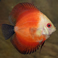 Red Marlboro Discus (Symphysodon sp.)