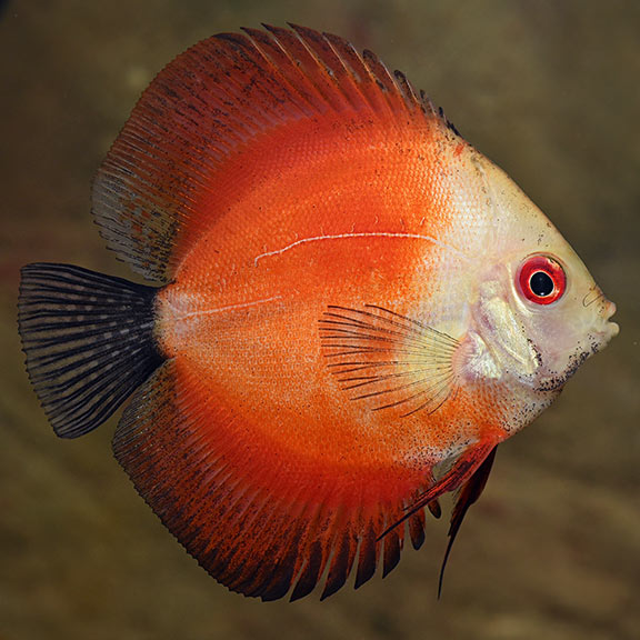 Red Marlboro Discus (Symphysodon sp.)