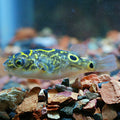 Figure 8 Puffer (Dichotomyctere ocellatus)