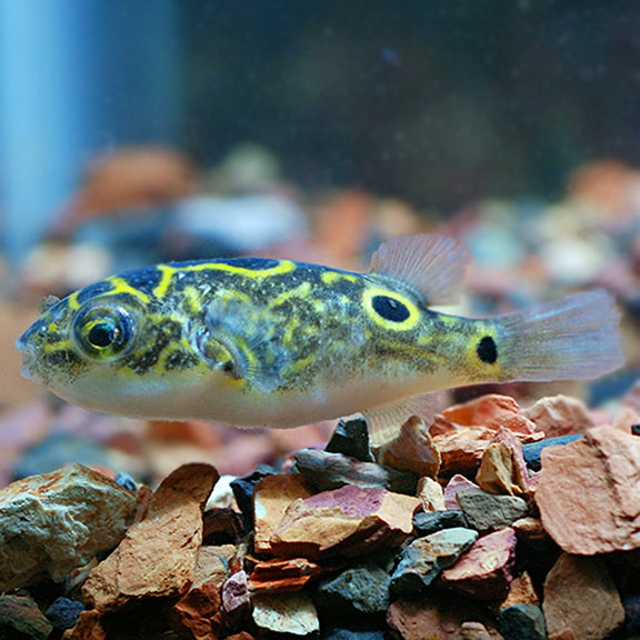 Figure 8 Puffer (Dichotomyctere ocellatus)