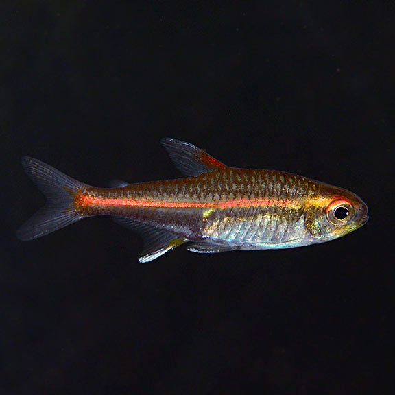 Glowlight Tetra (Hemigrammus erythrozonus)