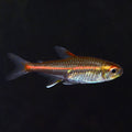 Glowlight Tetra (Hemigrammus erythrozonus)