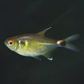 Head & Tail Light Tetra (Hemigrammus ocellifer)
