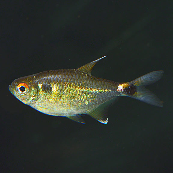 Head & Tail Light Tetra (Hemigrammus ocellifer)