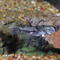 African Butterfly Fish (Pantodon buchholzi)