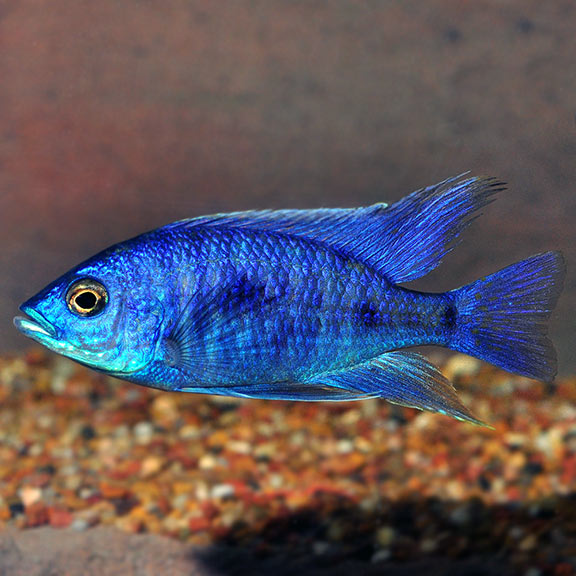 Electric Blue Peacock Cichlid (Aulonocara sp.)