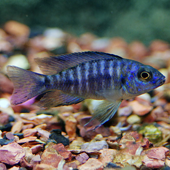 Grade A Peacock Cichlid (Aulonocara sp.)