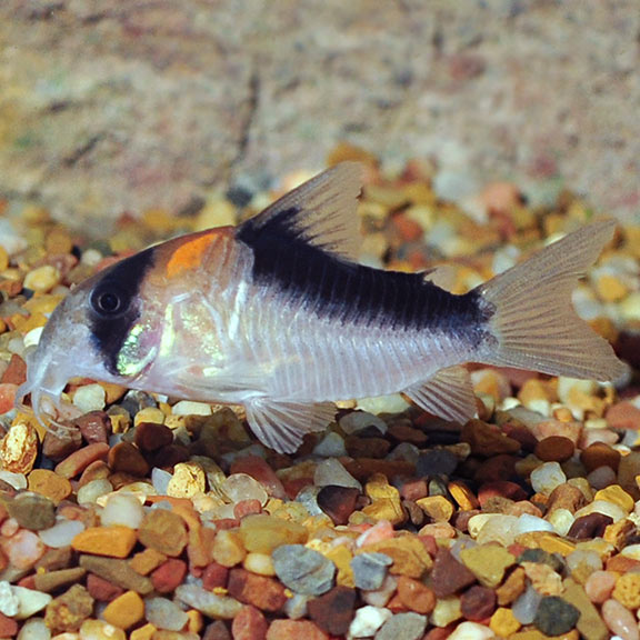 Tank-Raised Corydoras Adolfi