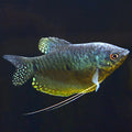 Blue Gourami (Trichopodus trichopterus)