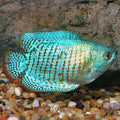 Powder Blue Dwarf Gourami (Trichogaster lalius) - Male