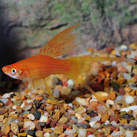 Assorted High-Fin Lyretail Swordtail - Large