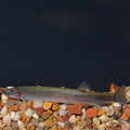 Kuhli Loach (Pangio kuhlii)