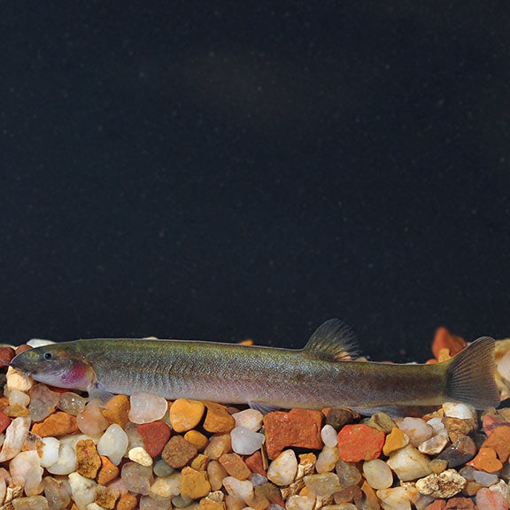 Kuhli Loach (Pangio kuhlii)
