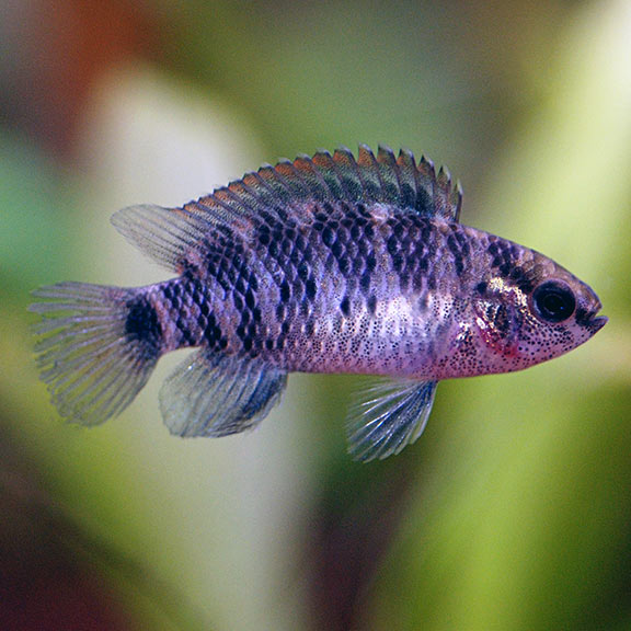 Badis Badis