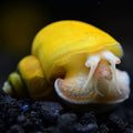 Gold Mystery Snail (Pomacea diffusa)