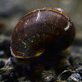 Black Mystery Snail (Pomacea diffusa)