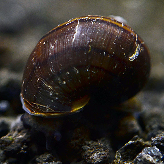 Black Mystery Snail (Pomacea diffusa)