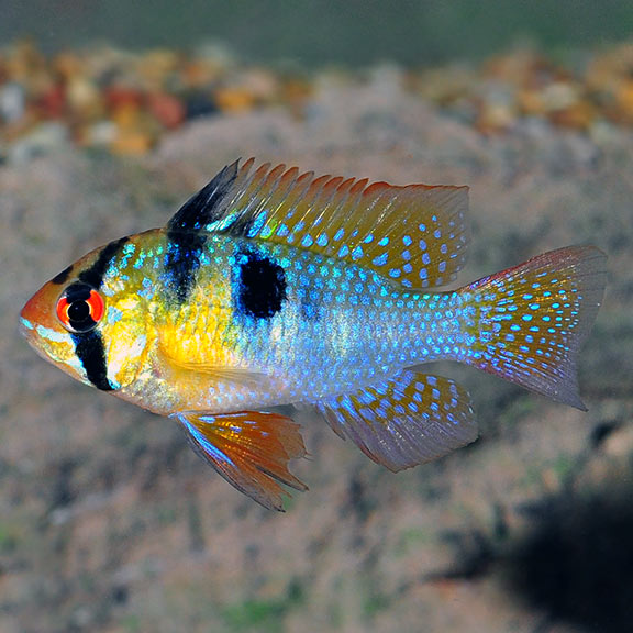 German Blue Ram (Mikrogeophagus ramirezi)