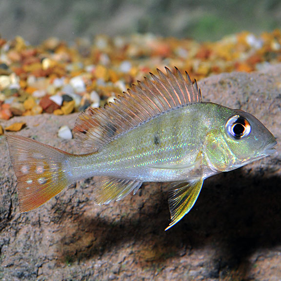 Geophagus Winemilleri (Geophagus winemilleri)