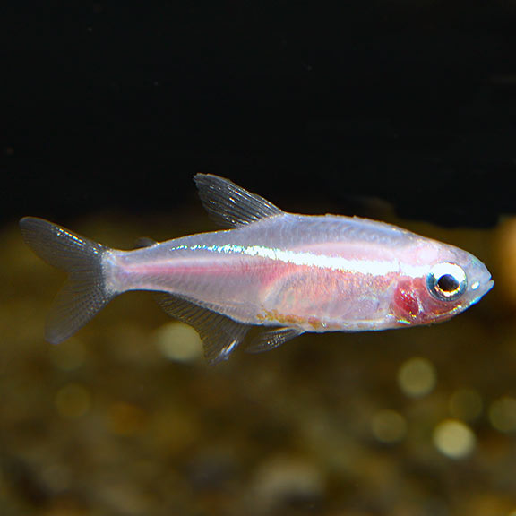 Gold Neon Tetra (Paracheirodon innesi)