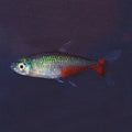 Green Fire Tetra (Aphyocharax rathbuni)