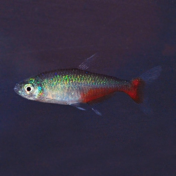 Green Fire Tetra (Aphyocharax rathbuni)