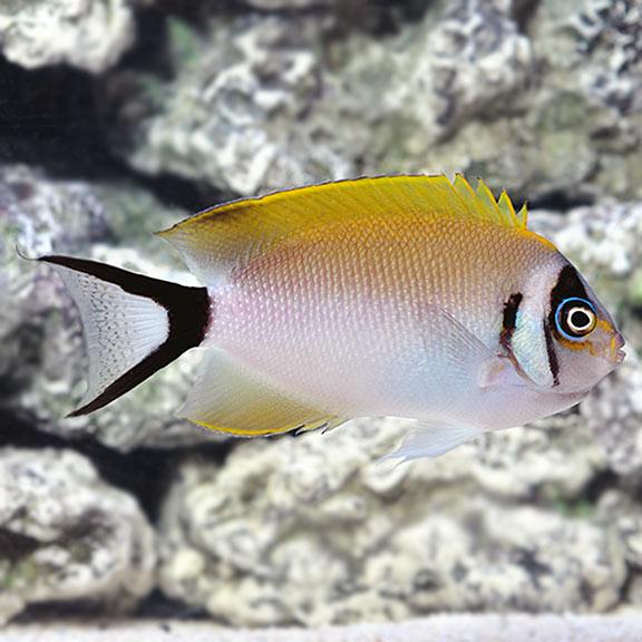 Japanese Swallowtail Angelfish (Genicanthus semifasciatus) - Female