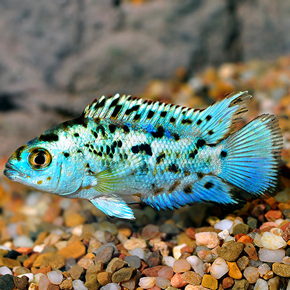 Electric Blue Dempsey (Rocio octofasciata)