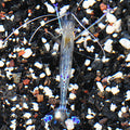 Pederson's Cleaner Shrimp (Ancylomenes pedersoni) - Super Male