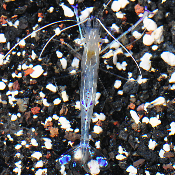 Pederson's Cleaner Shrimp (Ancylomenes pedersoni) - Super Male