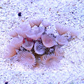 Colony Feather Duster Cluster (Bispira brunnea)