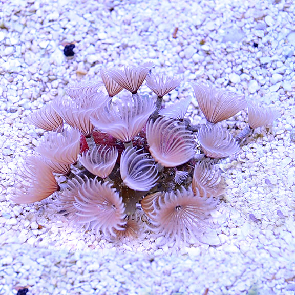 Colony Feather Duster Cluster (Bispira brunnea)