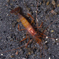 Peppermint Shrimp (Lysmata wurdemanni)