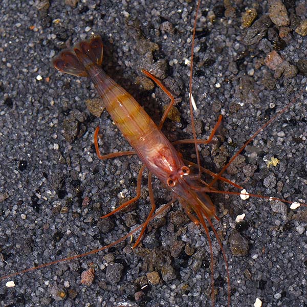 Peppermint Shrimp (Lysmata wurdemanni)