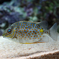 Orange Spot Rabbitfish (Siganus guttatus) - Female