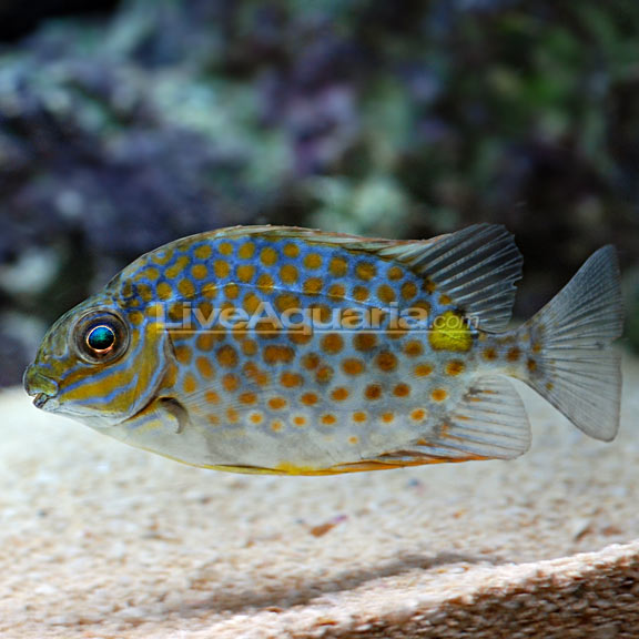 Orange Spot Rabbitfish (Siganus guttatus) - Female