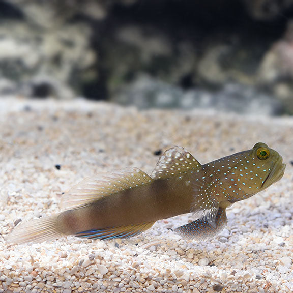 Yellow Watchman Goby