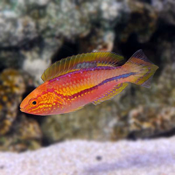 Pintail Fairy Wrasse - Super Male