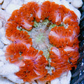 Ultra Rock Flower Anemone (Phymanthus crucifer)