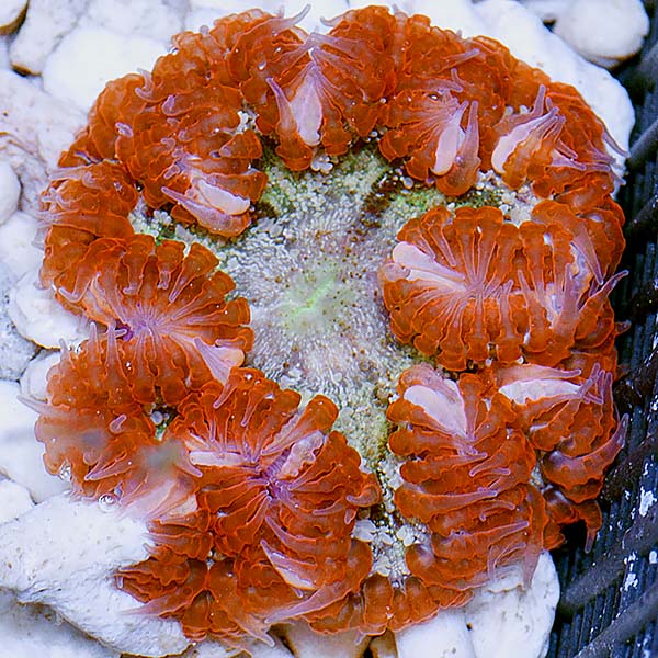 Ultra Rock Flower Anemone (Phymanthus crucifer)