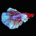 Male Dumbo Ear Betta (Betta splendens)