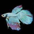 Long-Fin Dragonscale Male Betta (Betta splendens)