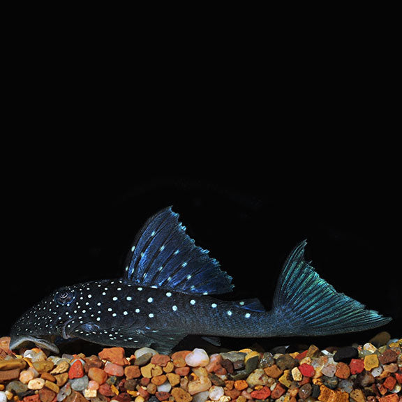 Blue Phantom Pleco