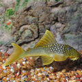 Green Phantom Pleco L200