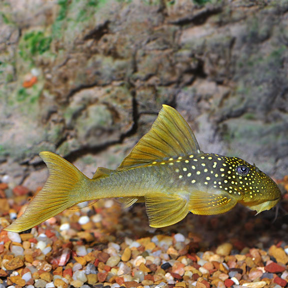 Green Phantom Pleco L200