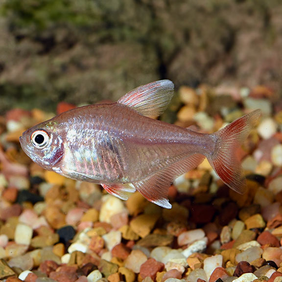 Rosy Tetra (Hyphessobrycon rosaceus)