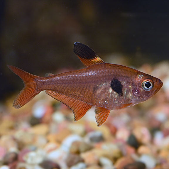 Red Phantom Tetra (Hyphessobrycon sweglesi)